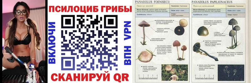 Галлюциногенные грибы Cubensis  mega маркетплейс  Ленинградская 